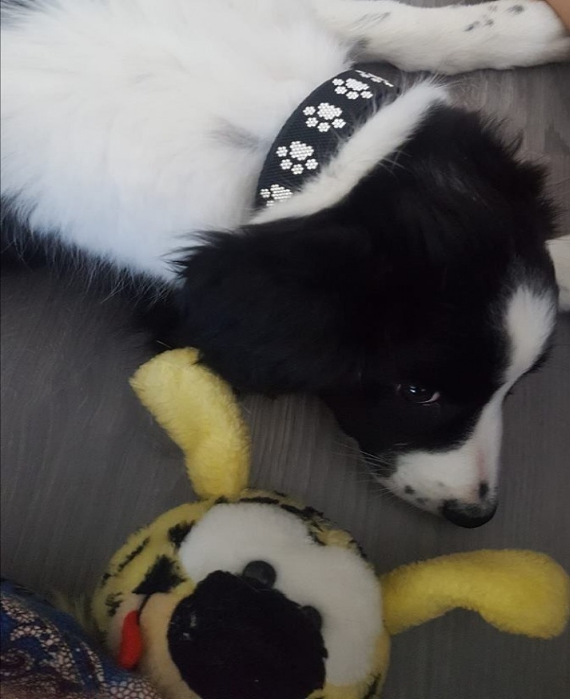 gallery/33708953_2056170138005214_3665945902159233024_n